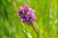 /album/orchidees/dacthyloriza-incarnata-jpg/